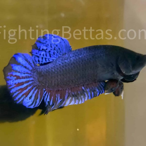 Sakai Top Fighter S1#3 Thai Bloodline Betta Plakat