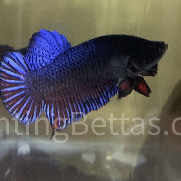Sakai Top Fighter S1#7 Thai Bloodline Betta Plakat