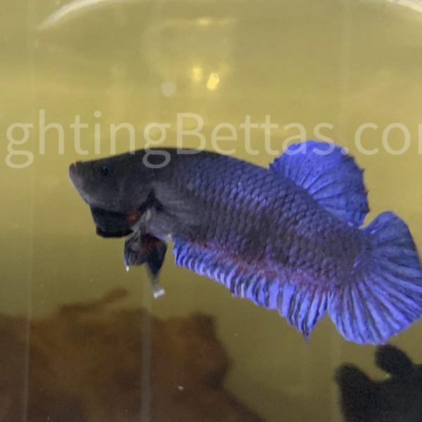 Sakai Top Fighter S1#6 Thai Bloodline Betta Plakat