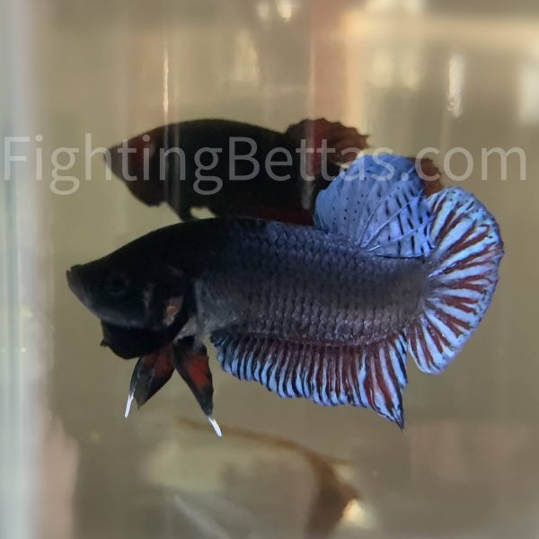 Sakai Top Fighter S1#10 Thai Bloodline Betta Plakat