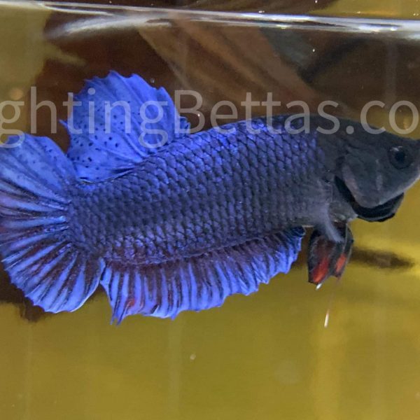 Sakai Top Fighter S1#1 Thai Bloodline Betta Plakat