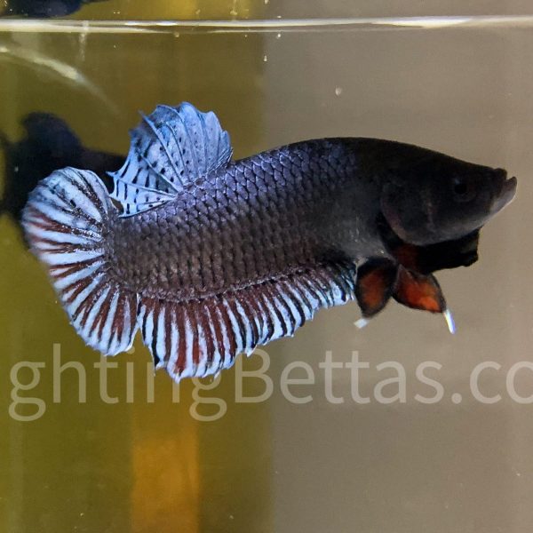 Sakai Top Fighter S1#5 Thai Bloodline Betta Plakat