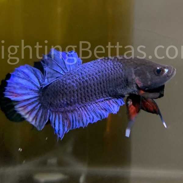 Sakai Top Fighter S1#2 Thai Bloodline Betta Plakat