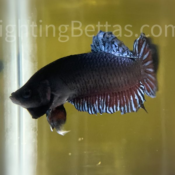 Sakai Top Fighter S1#4 Thai Bloodline Betta Plakat