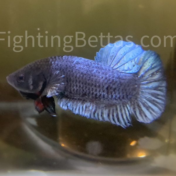 Sakai Top Fighter S1#8 Thai Bloodline Betta Plakat