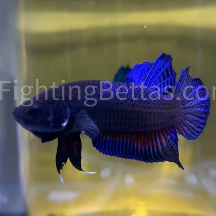 TysonBettaFighter T1#7 Indonesian Bloodline Betta Plakat VIP