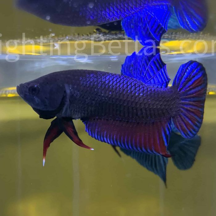 TysonBettaFighter T1#6 Indonesian Bloodline Betta Plakat VIP
