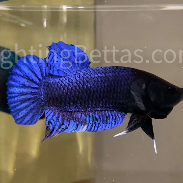 Sakai Top Fighter S1#9 Thai Bloodline Betta Plakat