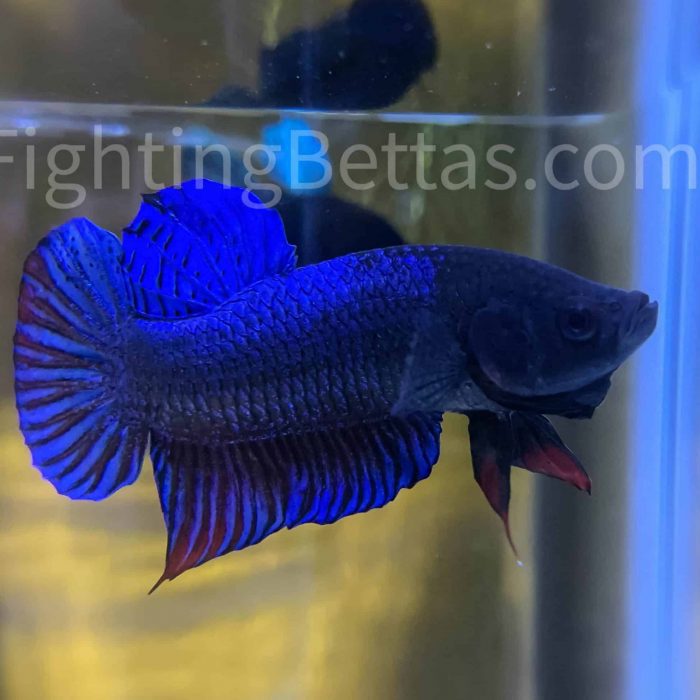 Medan Fighter I2#2 Indonesian Bloodline Plakat VIP