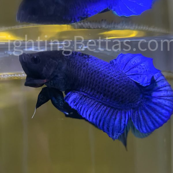 Sakai Top Fighter S1#12 Thai Bloodline Betta Plakat