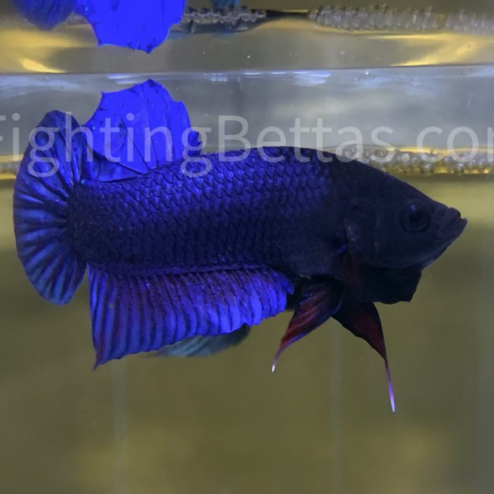 Medan Fighter I2#6 Indonesian Bloodline Plakat VIP