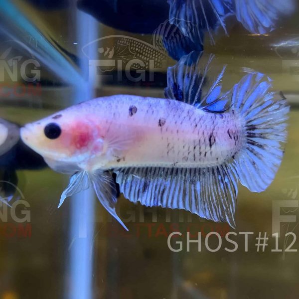 Sakai GHOST Fighter #12 Thai Bloodline Betta Plakat