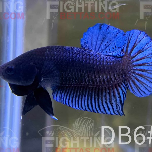 Sakai TOP Fighter DB6#6 Thai Bloodline Betta Plakat