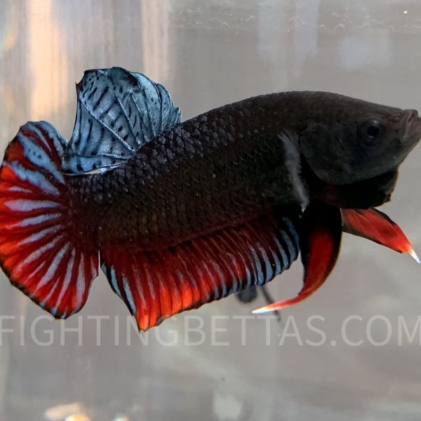 Sakai Top Fighter S3#1 Thai Bloodline Betta Plakat
