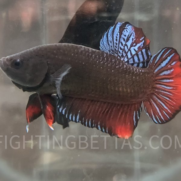 Sakai Top Fighter S3#4 Thai Bloodline Betta Plakat