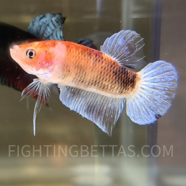 Sakai “GHOST” Fighter 2#4 Thai Bloodline Betta Plakat