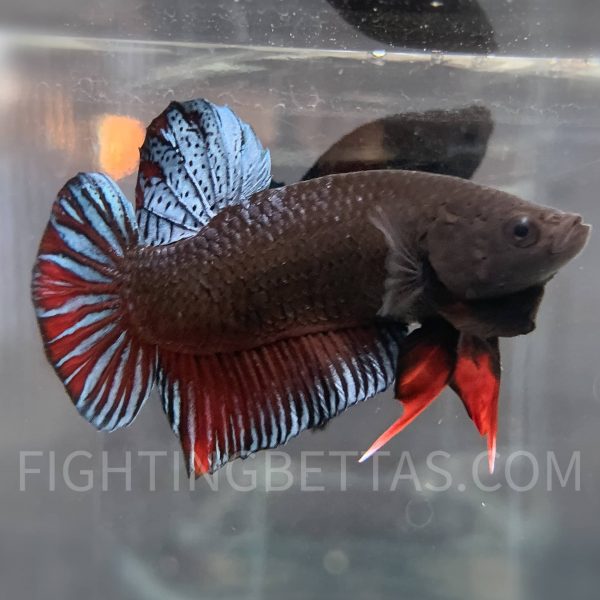 Sakai Top Fighter S3#3 Thai Bloodline Betta Plakat