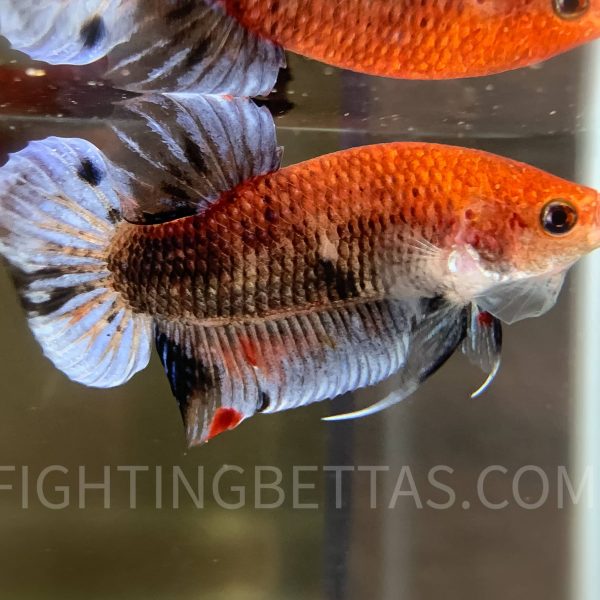 Sakai “GHOST” Fighter 2#6 Thai Bloodline Betta Plakat