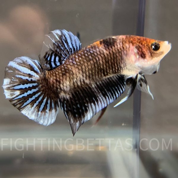 Sakai “GHOST” Fighter 2#8 Thai Bloodline Betta Plakat