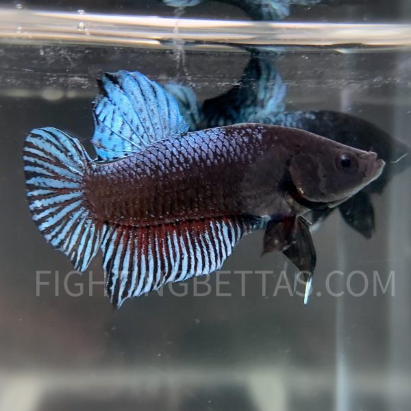 Sakai Top Fighter DB10#5 Imported Thai Bloodline Betta Plakat