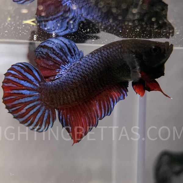 Sakai Top Fighter DB10#2 Imported Thai Bloodline Betta Plakat