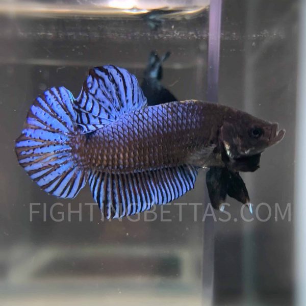 Sakai Top Fighter DB10#6 Imported Thai Bloodline Betta Plakat
