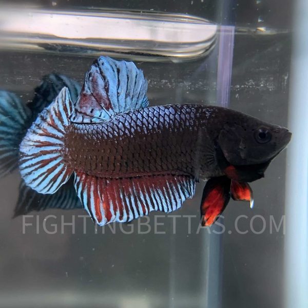Sakai Top Fighter DB10#7 Imported Thai Bloodline Betta Plakat