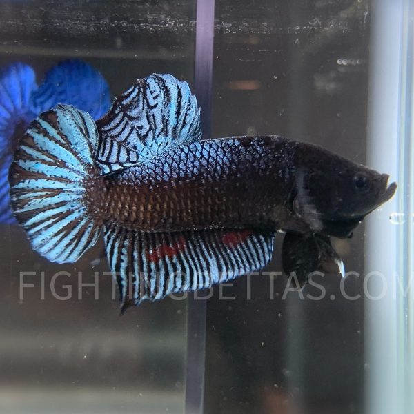 Sakai Top Fighter DB10#4 Imported Thai Bloodline Betta Plakat