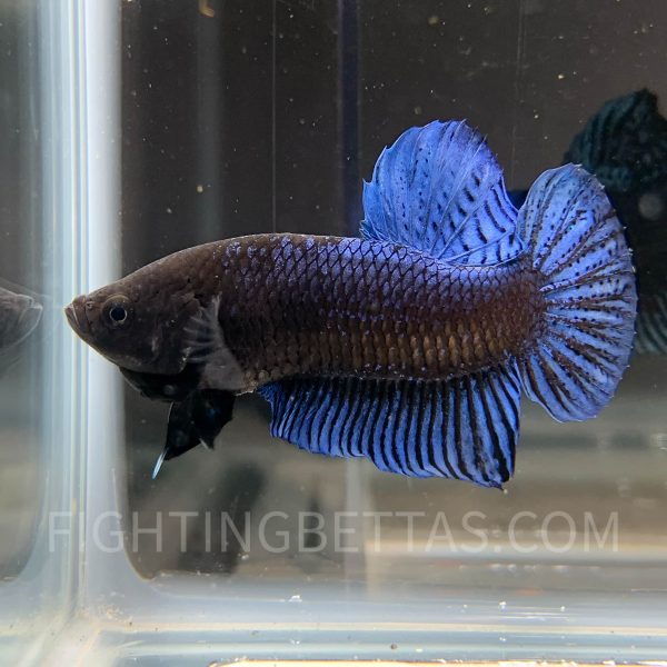 Sakai Top Fighter DB10#1 Imported Thai Bloodline Betta Plakat