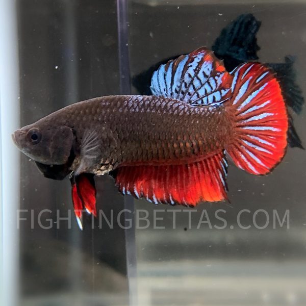 Sakai Top Fighter DB2#6 Imported Thai Bloodline Betta Plakat