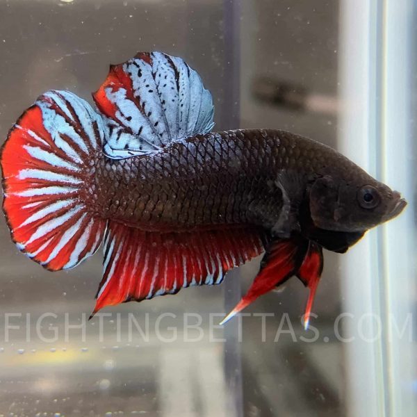 Sakai Top Fighter S3#6 Thai Bloodline Betta Plakat