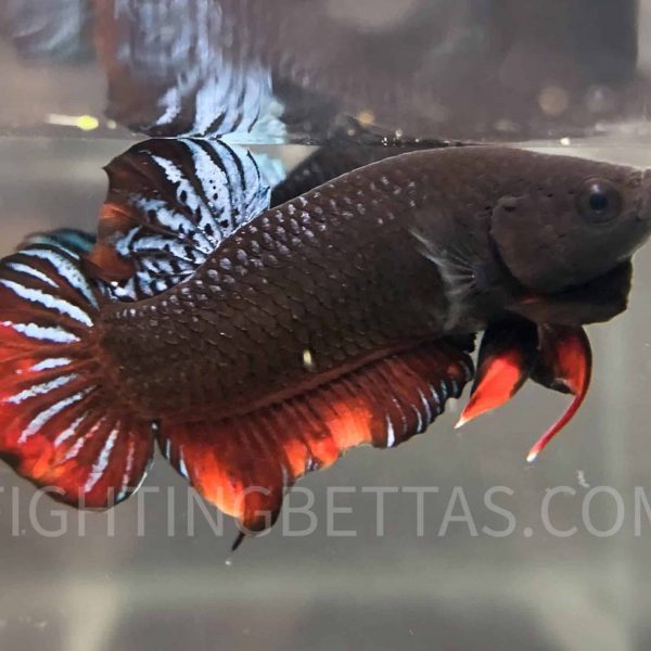 Sakai Top Fighter DB2#3 Imported Thai Bloodline Betta Plakat