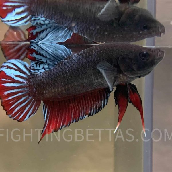 Sakai Top Fighter S3#2 Thai Bloodline Betta Plakat