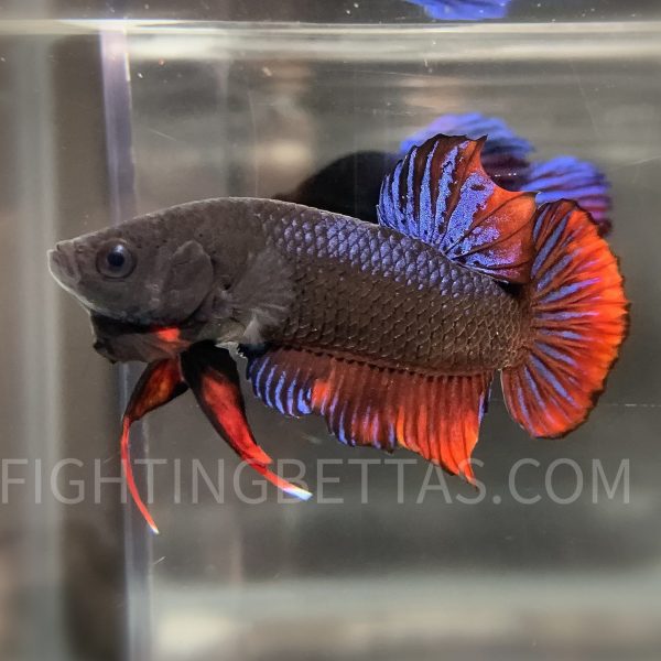LA Plakat Imported VIP Thai Bloodline LA44#6 Betta Plakat