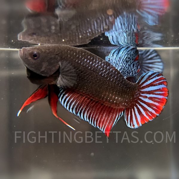 Sakai Top Fighter DB23#6 Imported Thai Bloodline Betta Plakat