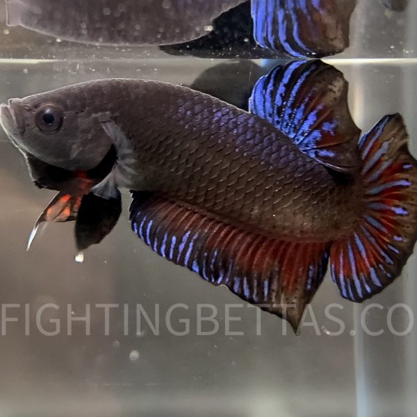 LA Plakat Imported VIP Thai Bloodline LA44#1  Betta Plakat