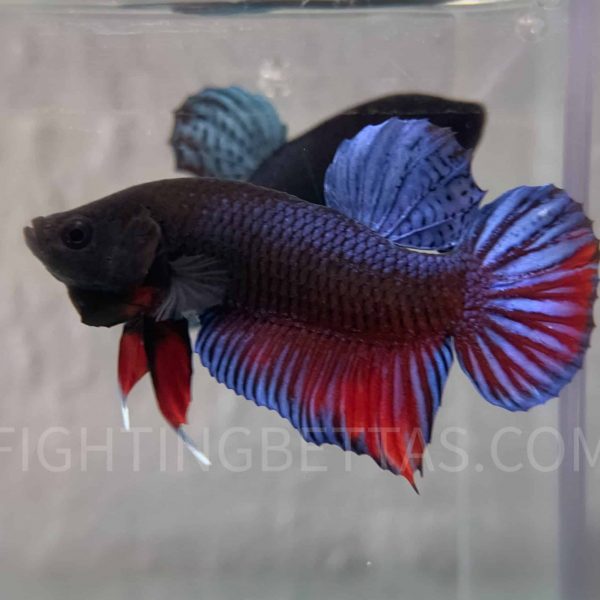 Medan Super Fighter MDS Imported Indonesian Bloodline MDS1#8 Betta Plakat