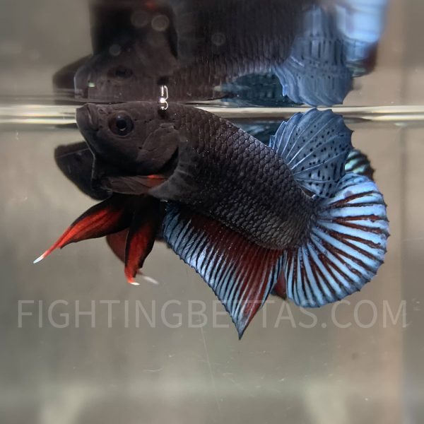 Sakai Top Fighter DB23#1 Imported Thai Bloodline Betta Plakat