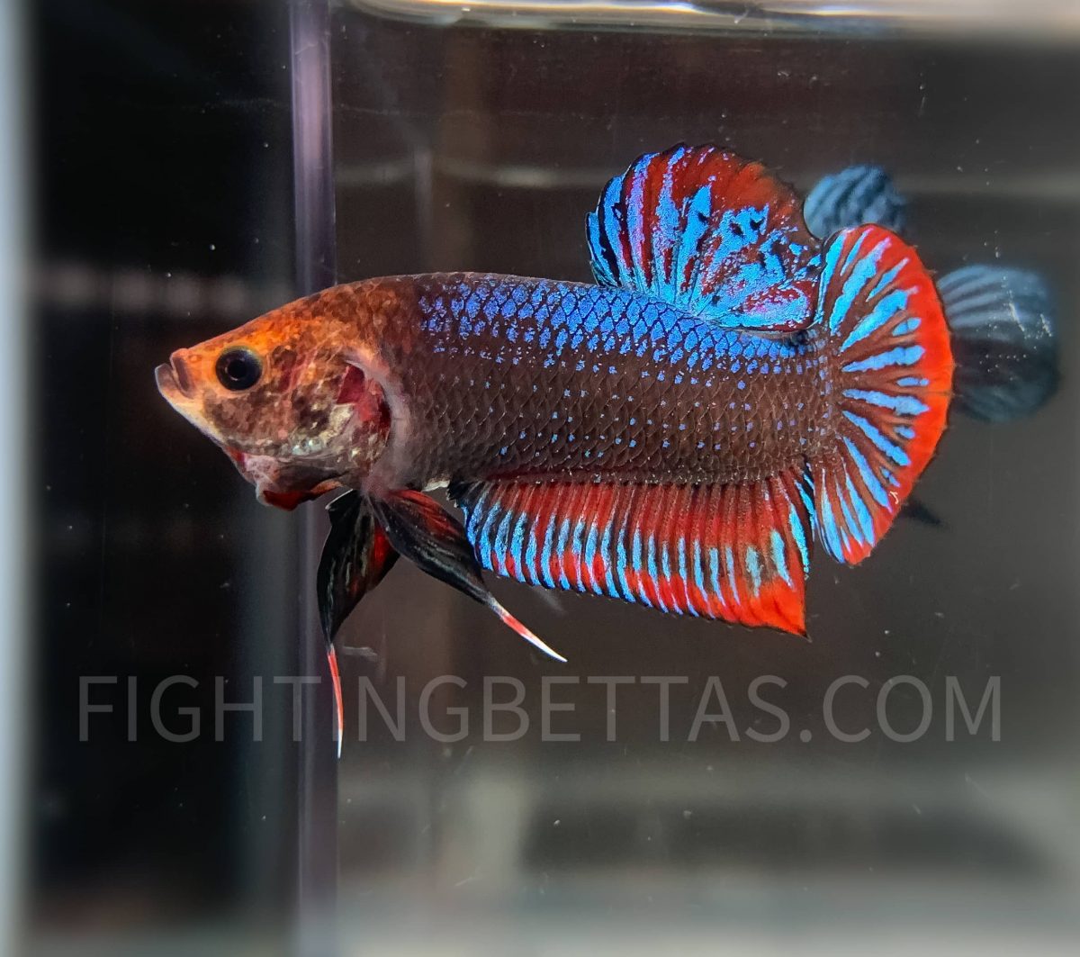 Indo GHOST Fighter Imported Indonesian Bloodline IG1#2 Betta Plakat