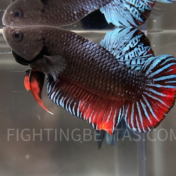 Sakai Top Fighter DB2#5 Imported Thai Bloodline Betta Plakat