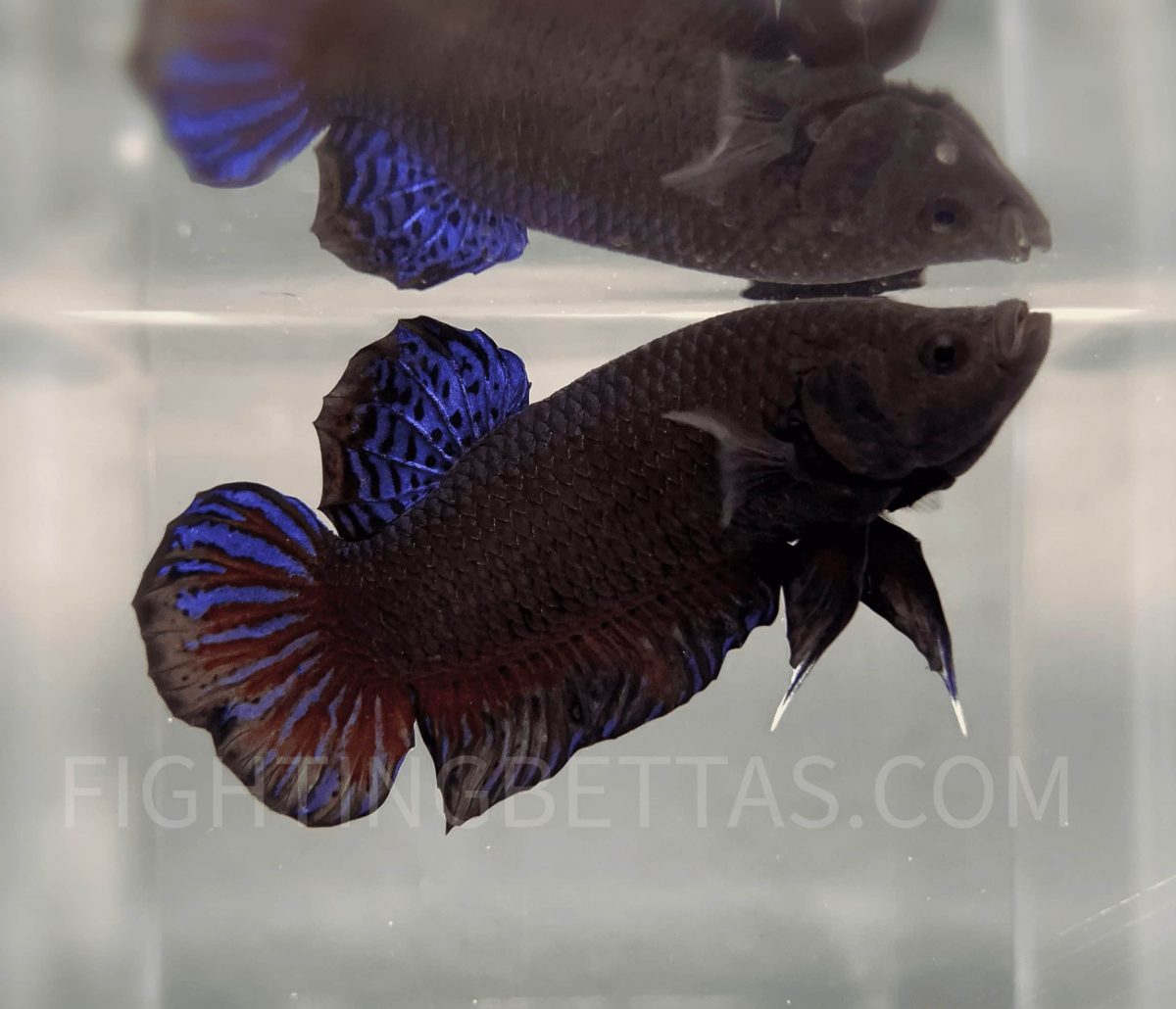 Imported TOP Fighter Thai Bloodline DR1#12 Betta Plakat