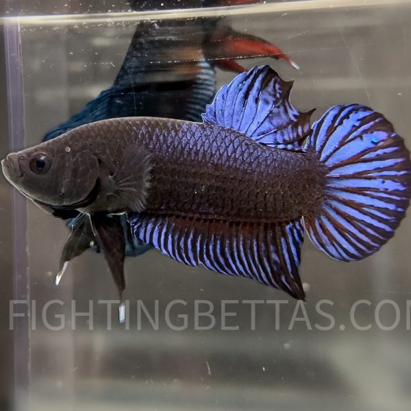 LA Plakat Imported VIP Thai Bloodline LA44#5 Betta Plakat