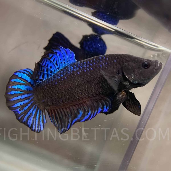 Imported TOP Fighter Thai Bloodline DR1#11 Betta Plakat