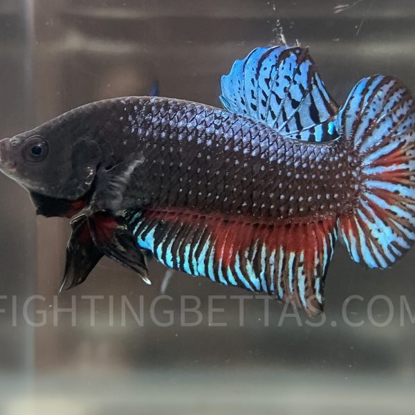 Imported TOP Fighter Thai Bloodline DR1#1 Betta Plakat