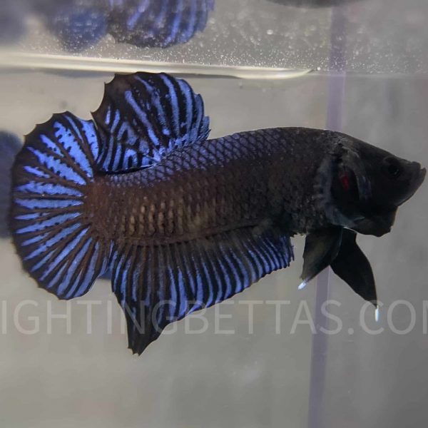 Sakai Top Fighter DB2#1 Imported Thai Bloodline Betta Plakat