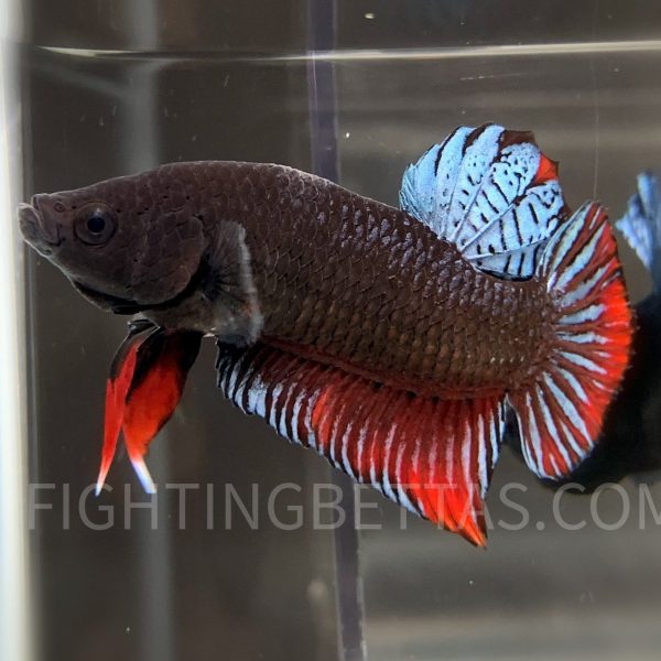Sakai Top Fighter DB10#8 Imported Thai Bloodline Betta Plakat