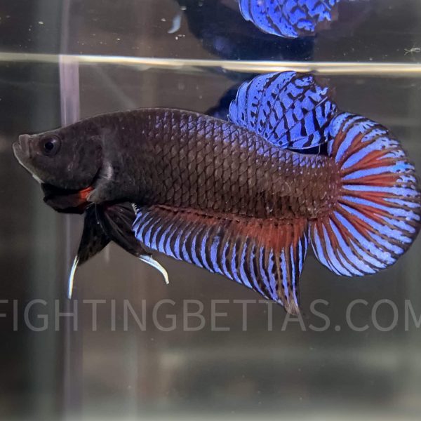 Imported TOP Fighter Thai Bloodline DR1#7 Betta Plakat