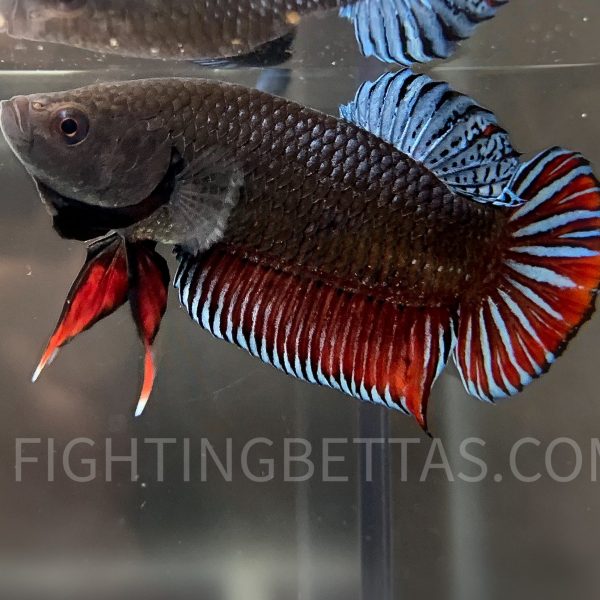 Sakai Top Fighter DB23#3 Imported Thai Bloodline Betta Plakat