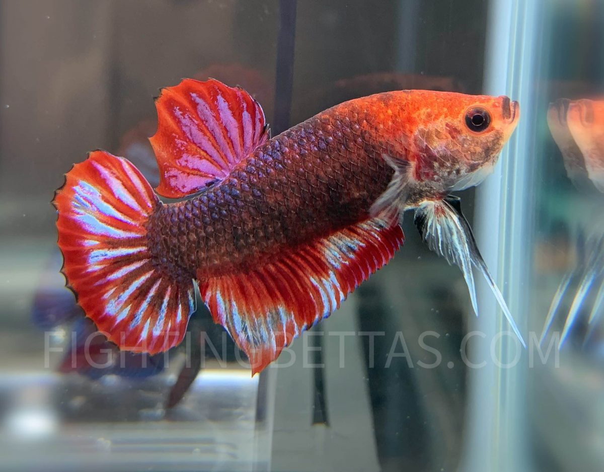 Indo GHOST Fighter Imported Indonesian Bloodline IG1#1 Betta Plakat