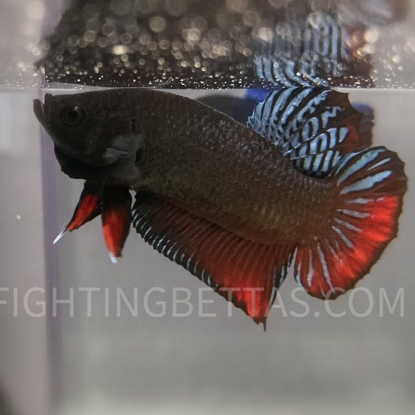 Sakai Top Fighter DB2#4 Imported Thai Bloodline Betta Plakat